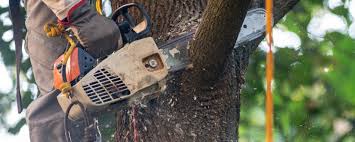 Elverson, PA  Tree Services Company